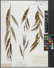 Foto von Salix alba subsp. vitellina (L.) Arcang. x Salix fragilis L.